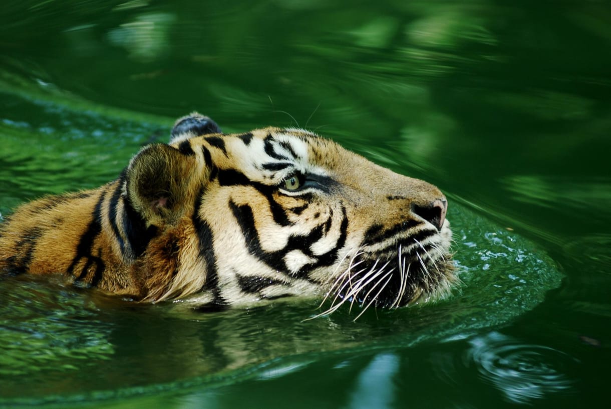 Gondozója mindkét karját leharapta egy tigris Vietnamban