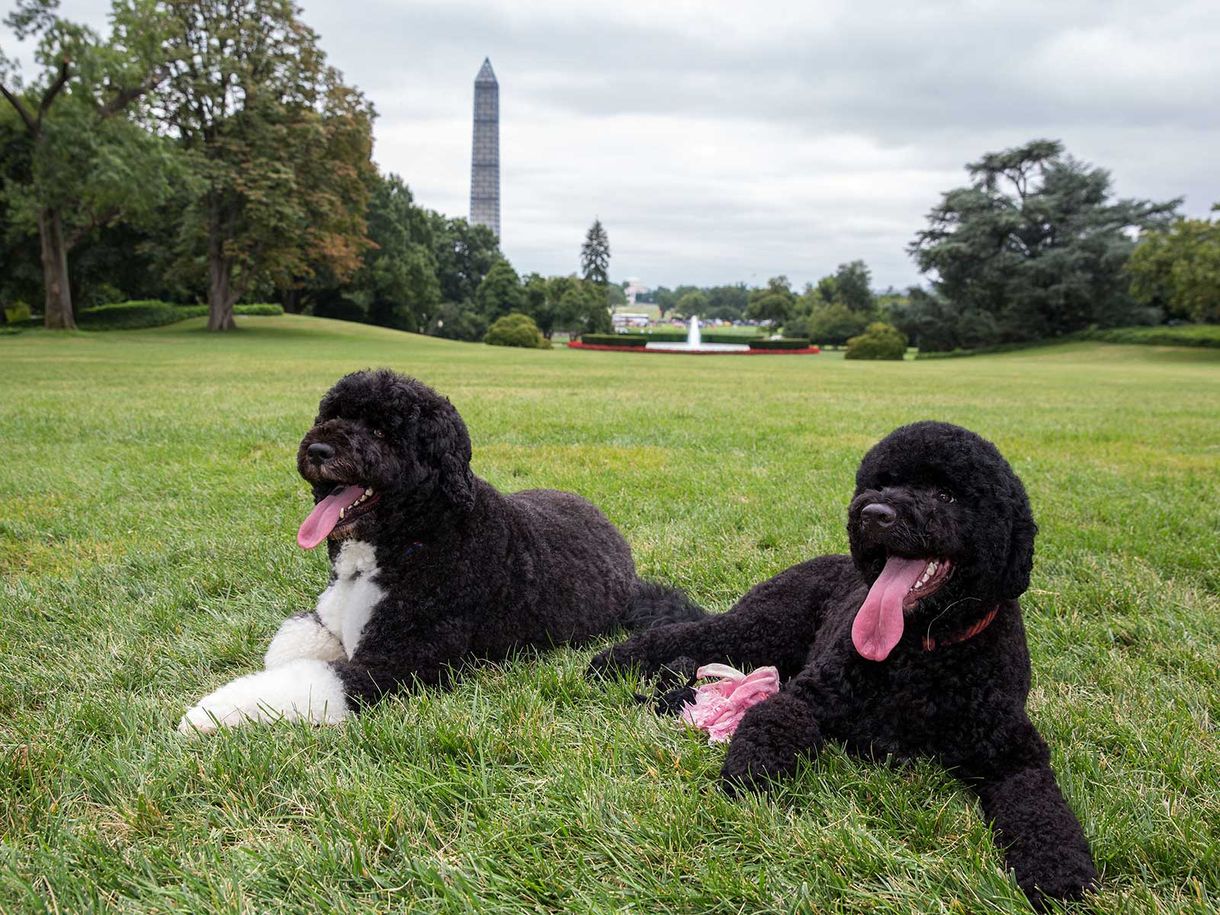 Jézus Krisztus akarta elrabolni Obama kutyáját