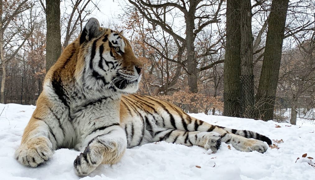 Putyin, a tigris 12 éven át élt a Minnesotai Állatkertben