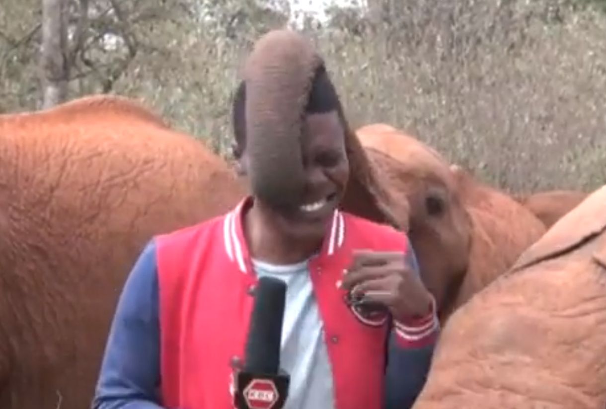 Elefántborjú trollkodta meg a kenyai riporter bejelentkezését – videó