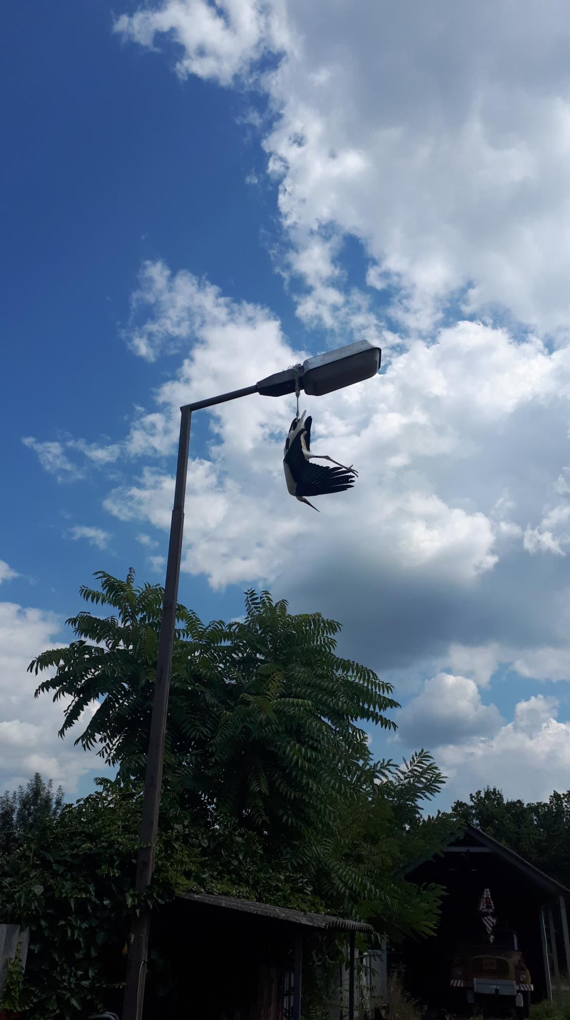 Tűzoltók mentettek ki egy bajba kerül gólyát