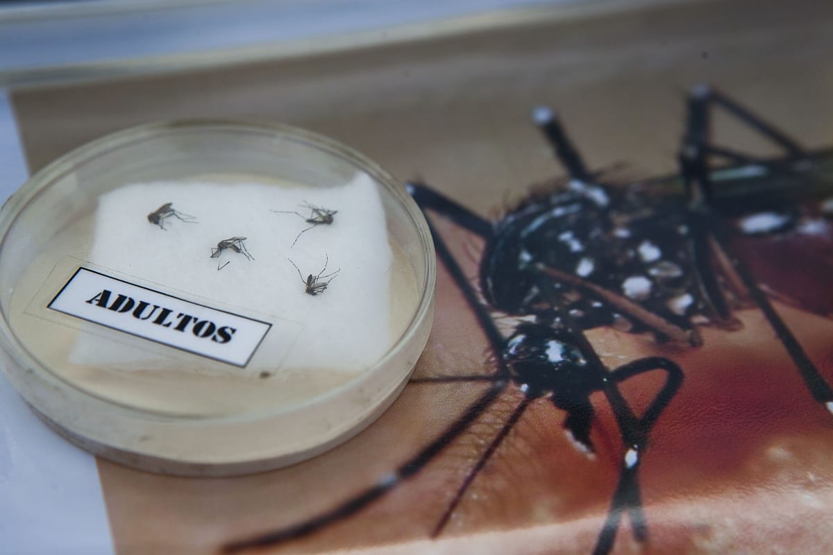 Globális egészségügyi vészhelyzetet hirdettek a zikavírus miatt