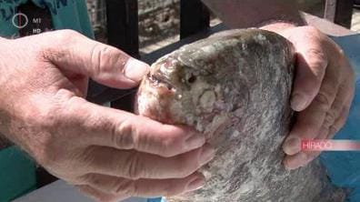 Piranhát fogtak Esztergomnál – fotó