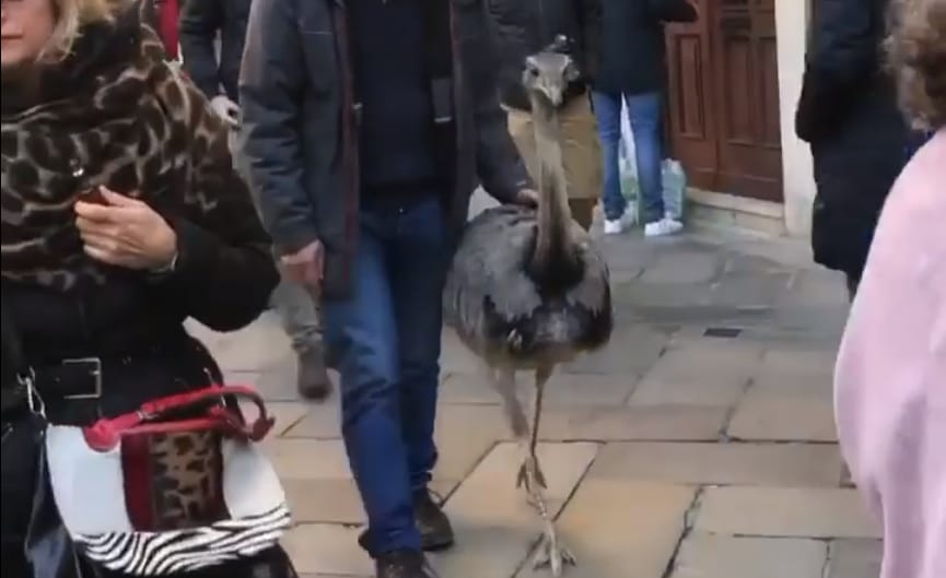 Bökte a csőrét a velenceieknek az emukat sétáltató páros – videó