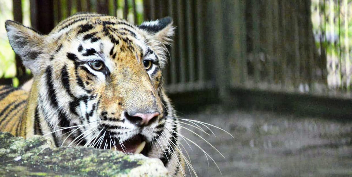 Szívrohamot kapott és meghalt egy állatkerti gondozó Mexikóban, miután egy tigris leharapta a kezét
