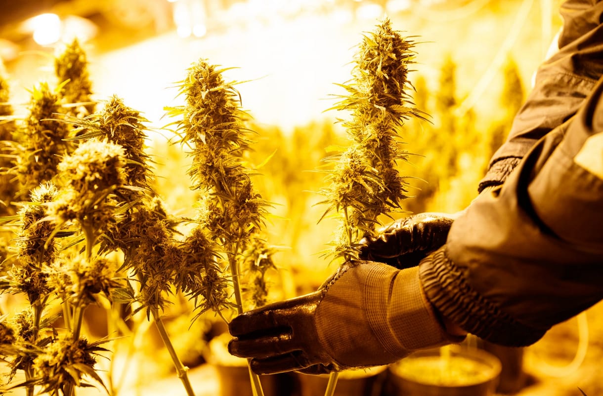 Elvették a diáklap támogatását, mert írtak a fű legalizációjáról