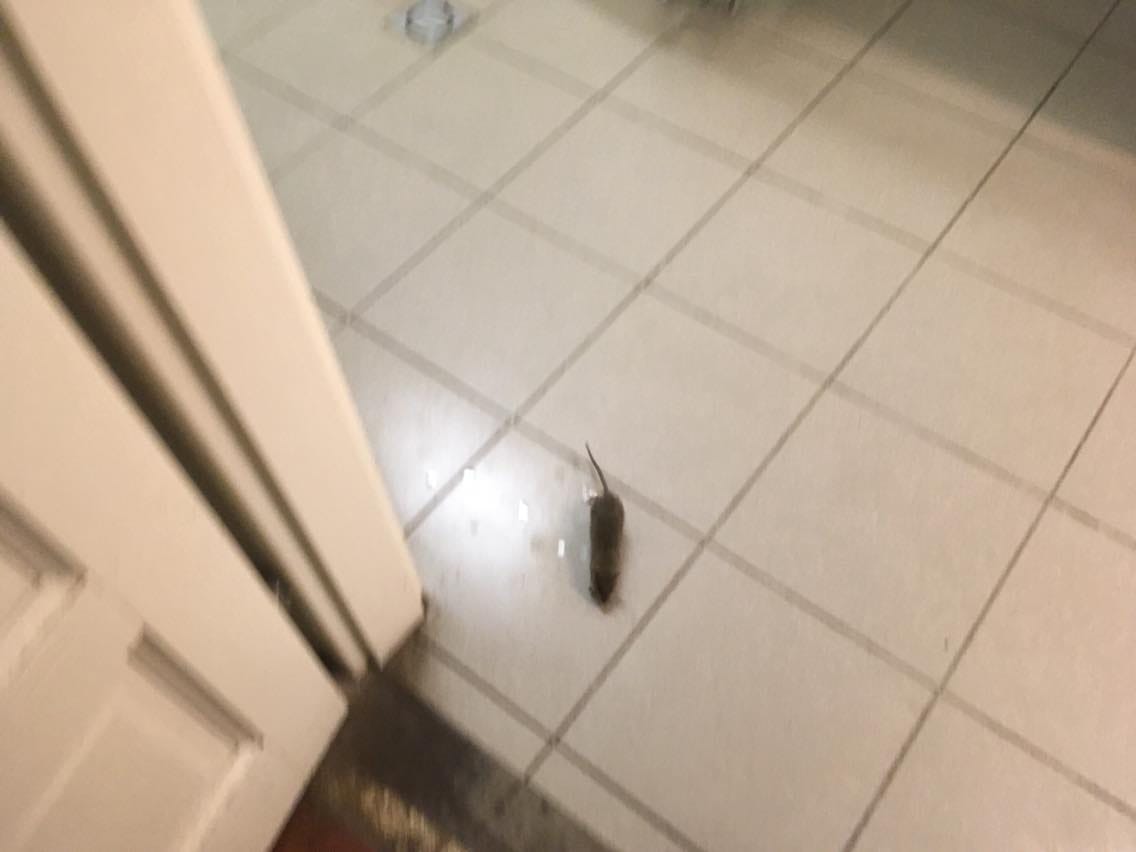 Patkányt fotóztak az egyik szavazókörben