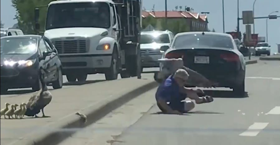 Segíteni akart az autós a bajba jutott vadlibákon, nagyon nem kellett volna – videó
