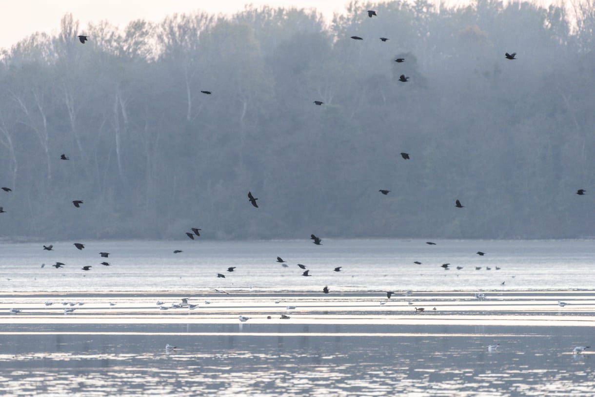 Orosz és skandináv madármigránsok lepik el a tatai tavat