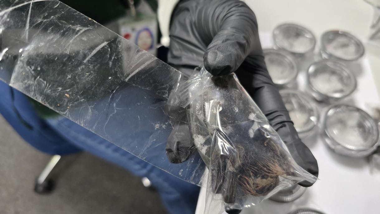 Több száz tarantula volt a perui reptéren elfogott férfi testére kötözve