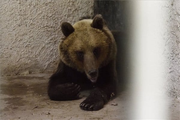 Leszedte nyomkövetőjét a Magyarországot bejáró medve
