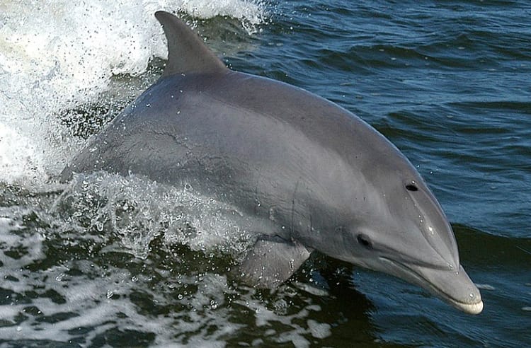 Lelőttek egy delfint Horvátország partjainal