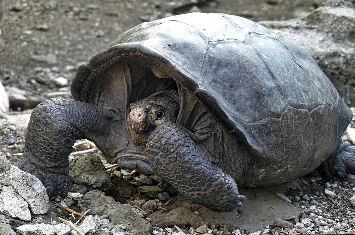 Ismeretlen fajhoz tartozhat közel 8 ezer teknős a Galápagos-szigeteken