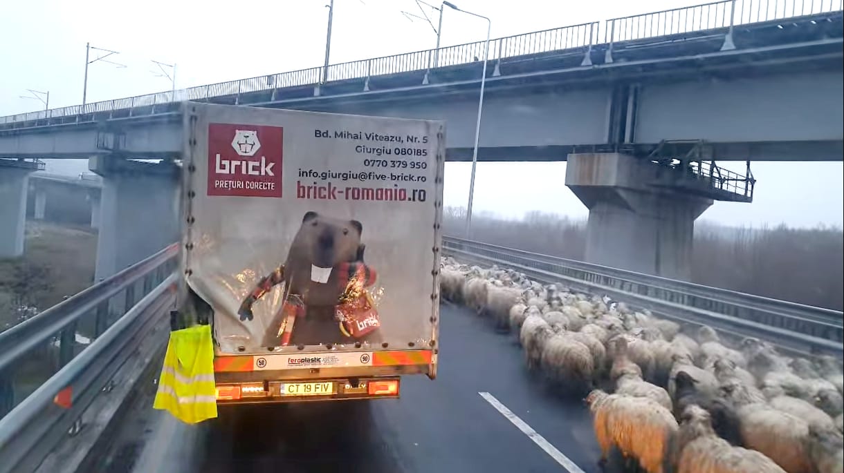 Egy autópálya hídján terelte át a juhnyáját három román pásztor, nem volt olcsó mulatság