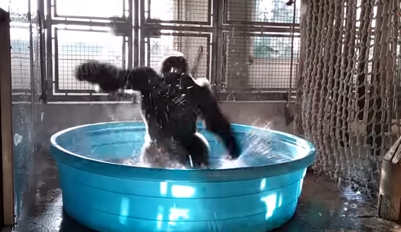 A Flashdance-re táncoló dallasi gorilla a legjobb kedélyjavító – videó