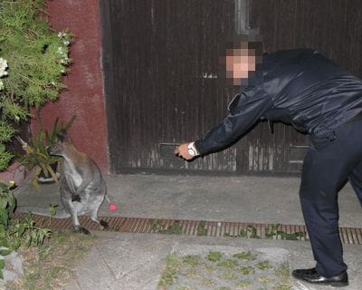 Kenguruval találkozott az utcán egy újságkihordó Jósavárosban