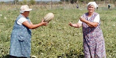 Kampány a magyar dinnye eladásának ösztönzésére