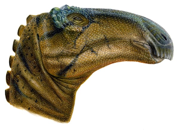 Őrlő szájú, ráncos szemű dinoszauruszlelet Új-Mexikóban