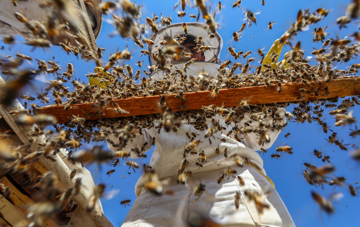 Az én hetem Lackfi Jánossal: Benzinvirágméz