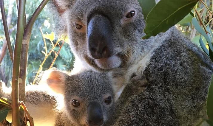 Nagyon ritka koala született Ausztráliában, csak most merték bemutatni – videó