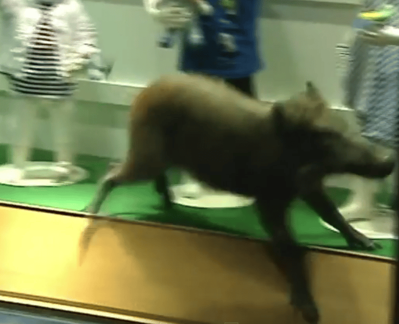 Videó: Vaddisznó okozott ribilliót egy plázában