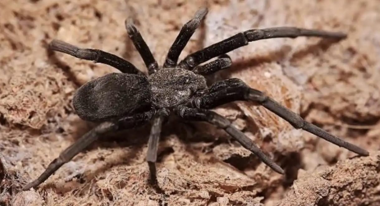 10 centis mérges vadászpók mászott elő egy Afrikából hazatért utazó bőröndjéből Skóciában