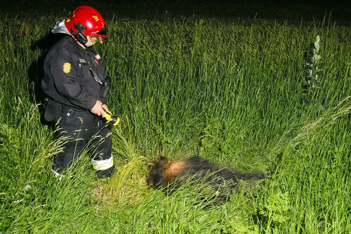 Fotó: Vaddisznó okozott halálos balesetet Jánoshalmán