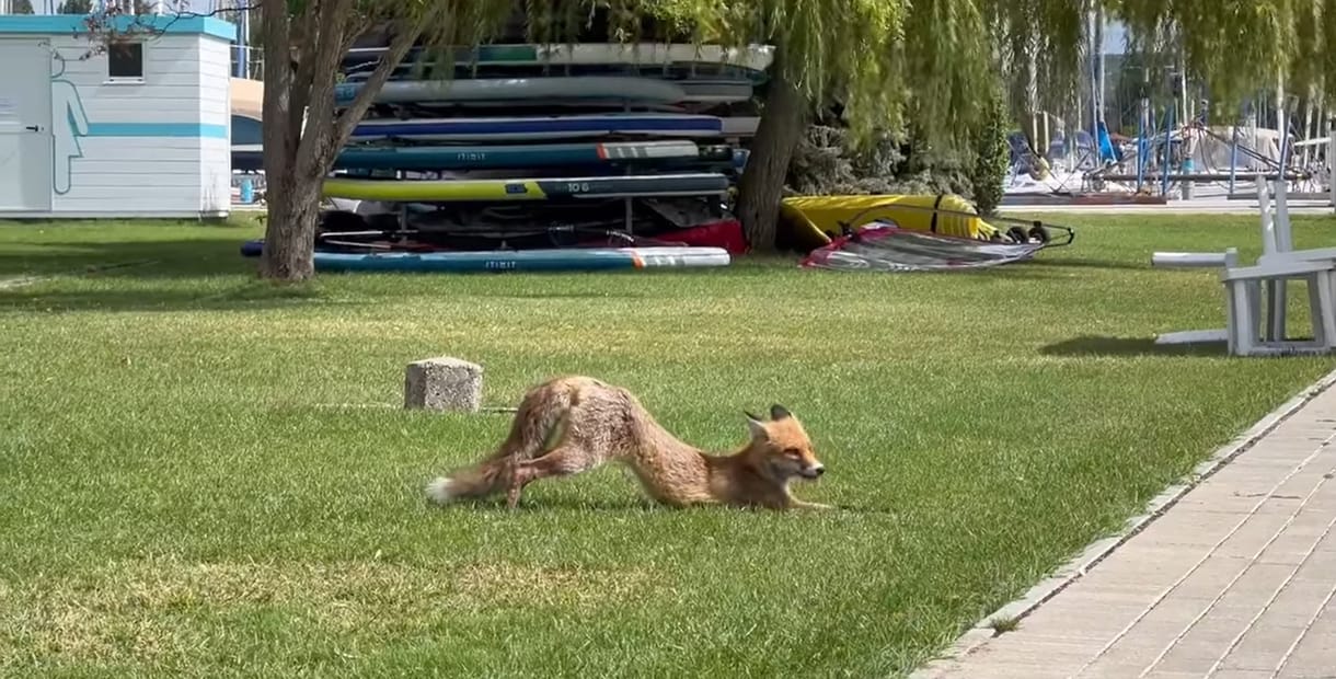 Zavartalanul nyújtózkodó rókát videóztak le a balatonkenesei strandon