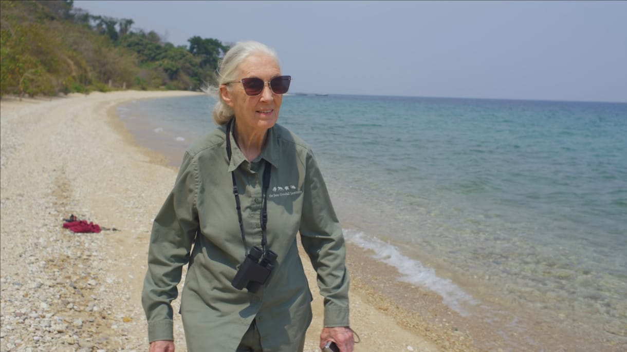 „Egyesek azt hiszik, hogy élhetünk a természettől elkülönülve, pedig nem” – díjazták Jane Goodallt