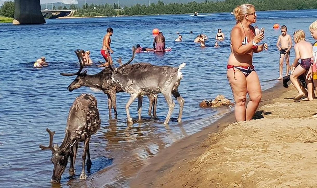 Az emberekkel együtt strandolnak a szarvasok Finnországban