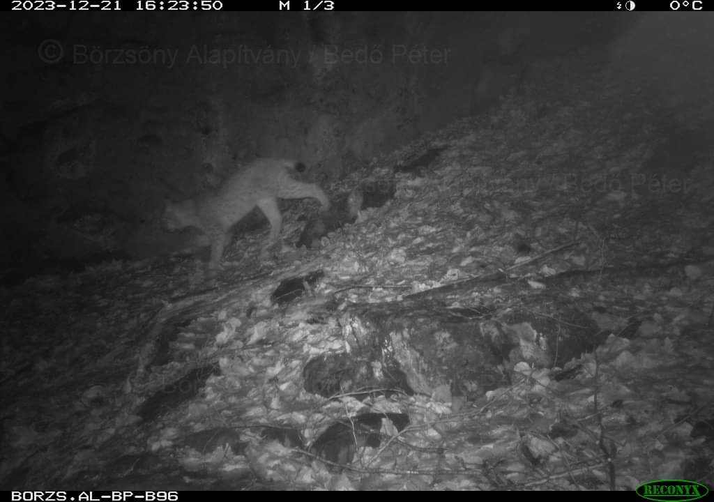 Megmutatta magát a kamerák előtt a börzsönyi hiúz