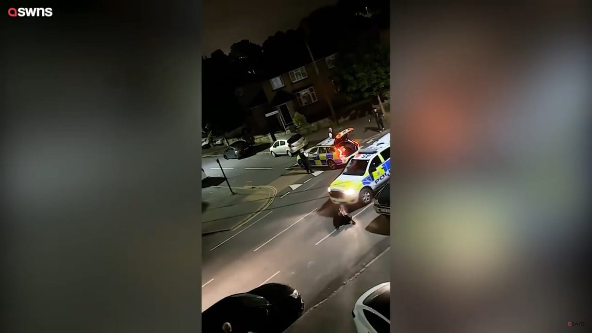 Videó: Szándékosan gázolt el egy tehenet a brit rendőr