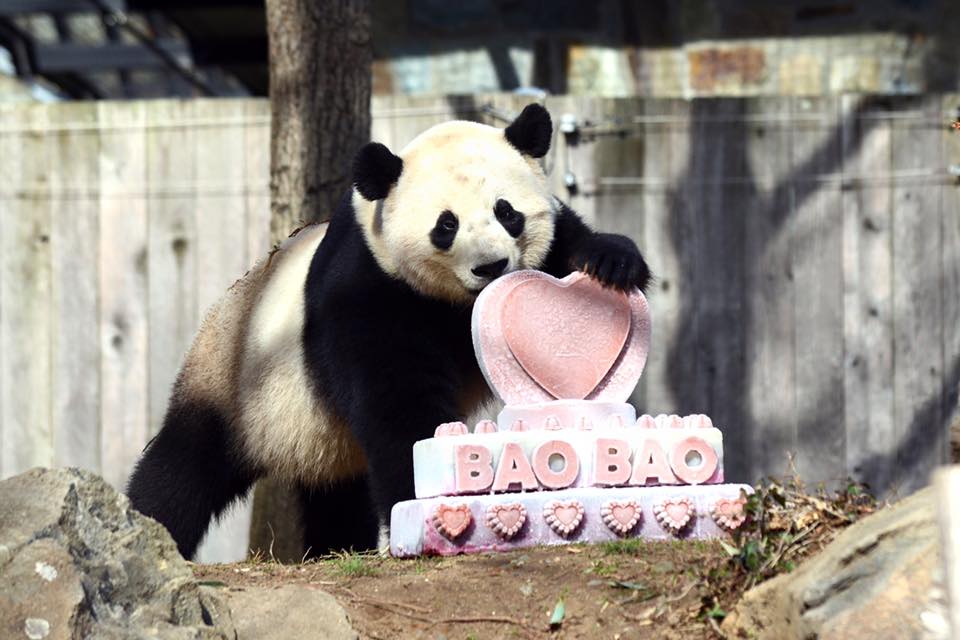 Különgépen utazik Kínába Pao Pao, a washingtoni panda