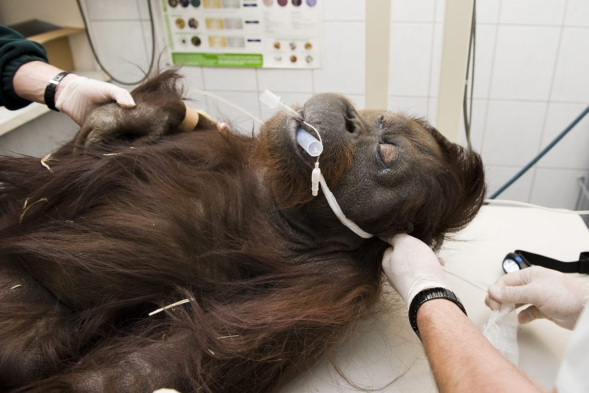 Az orangutánoknak néha tényleg több eszük van, mint az embernek