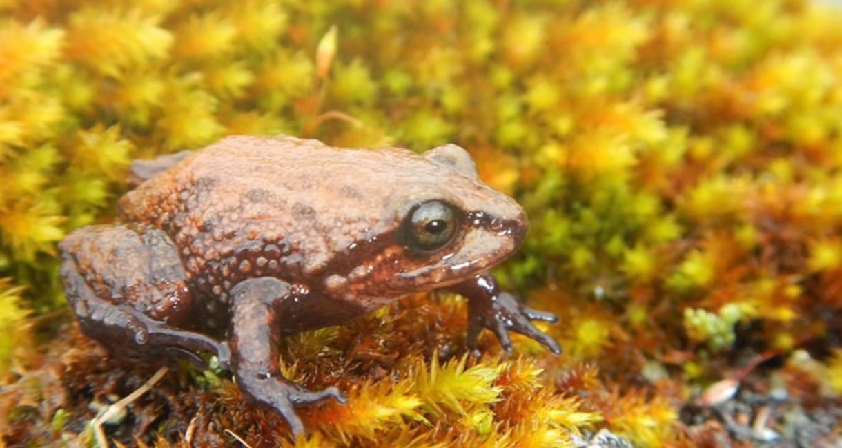 Ez a béka is David Attenborough-ról kapta a nevét