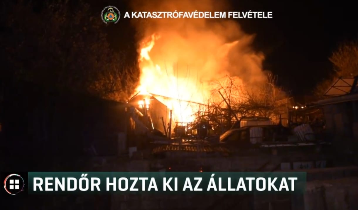 Már ropogott a tető a lovak fölött, amikor a fiatal rendőr elkezdte kimenteni őket