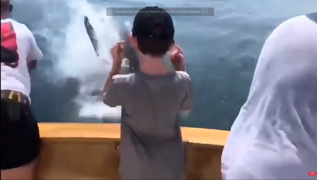Videó: Épp húzták ki a kifogott halat, amikor megjelent a cápa