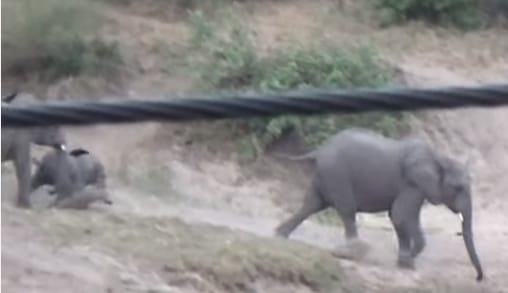 Videó: Amikor a kiselefántnak túl sok lába van