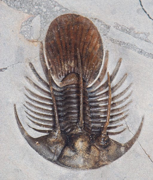 Orgiákról árulkodnak a trilobiták maradványai