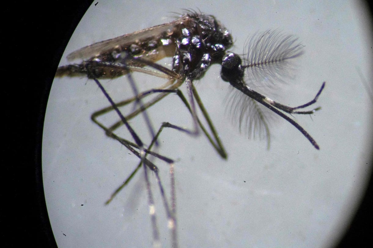 WHO: Átterjedhet a dengue-láz Európa déli részére