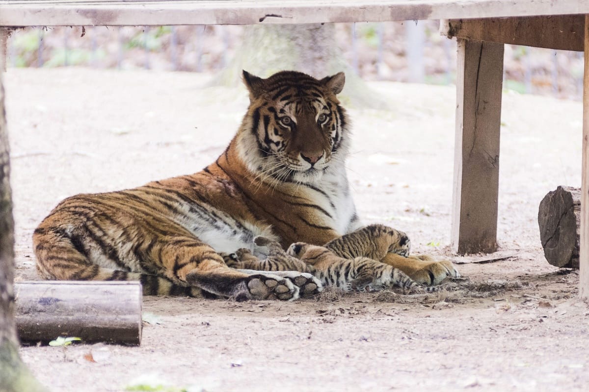 Már hét falusit ölt meg egy emberevő tigris