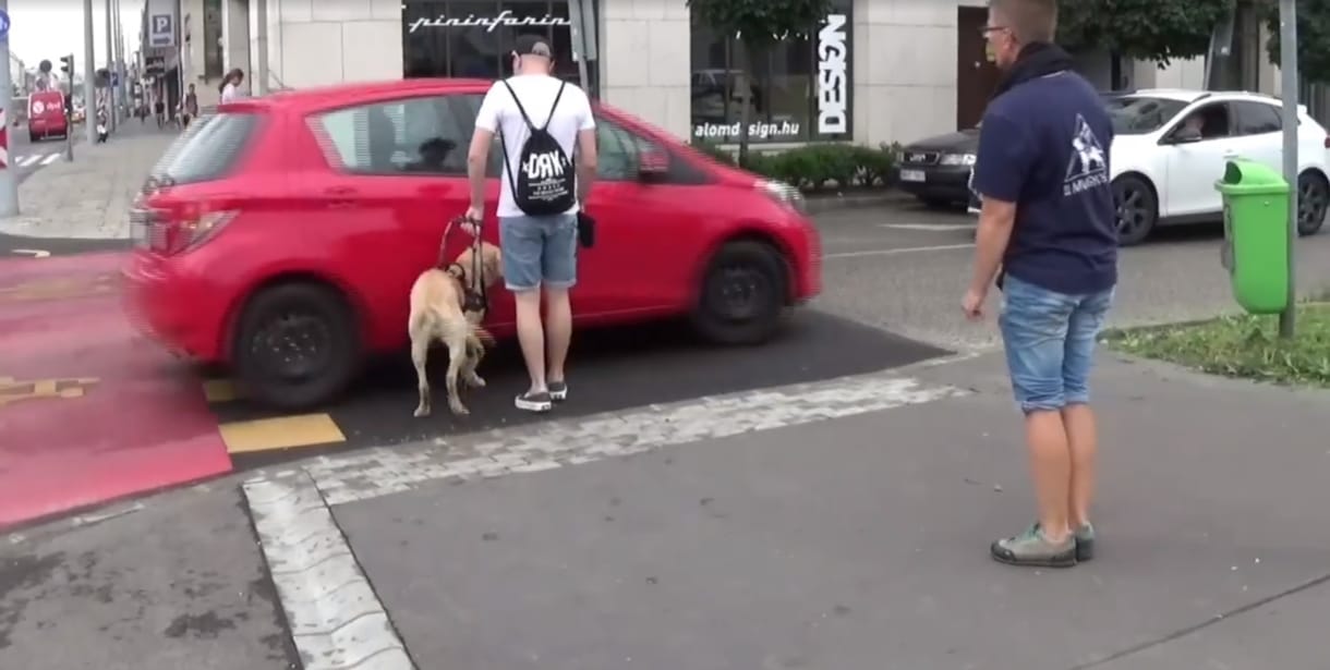 Jelentkezett a sofőr, aki majdnem elütött egy vakot, de szerinte a vakvezető kutya hibázott