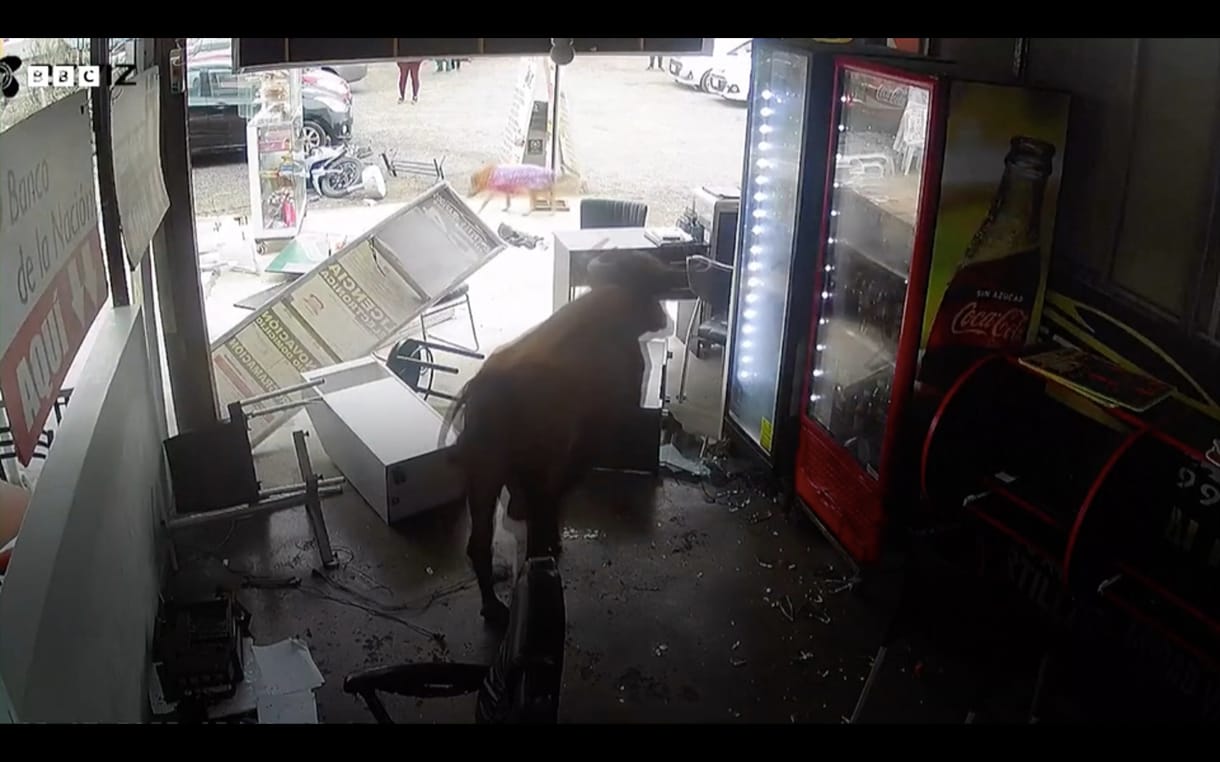Elszabadult bika tört-zúzott egy limai boltban – videó