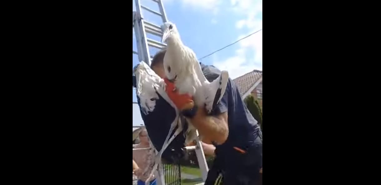 Összefogtak a faluban, hogy megmentsenek egy vezetéken fennakadt gólyát  - videó