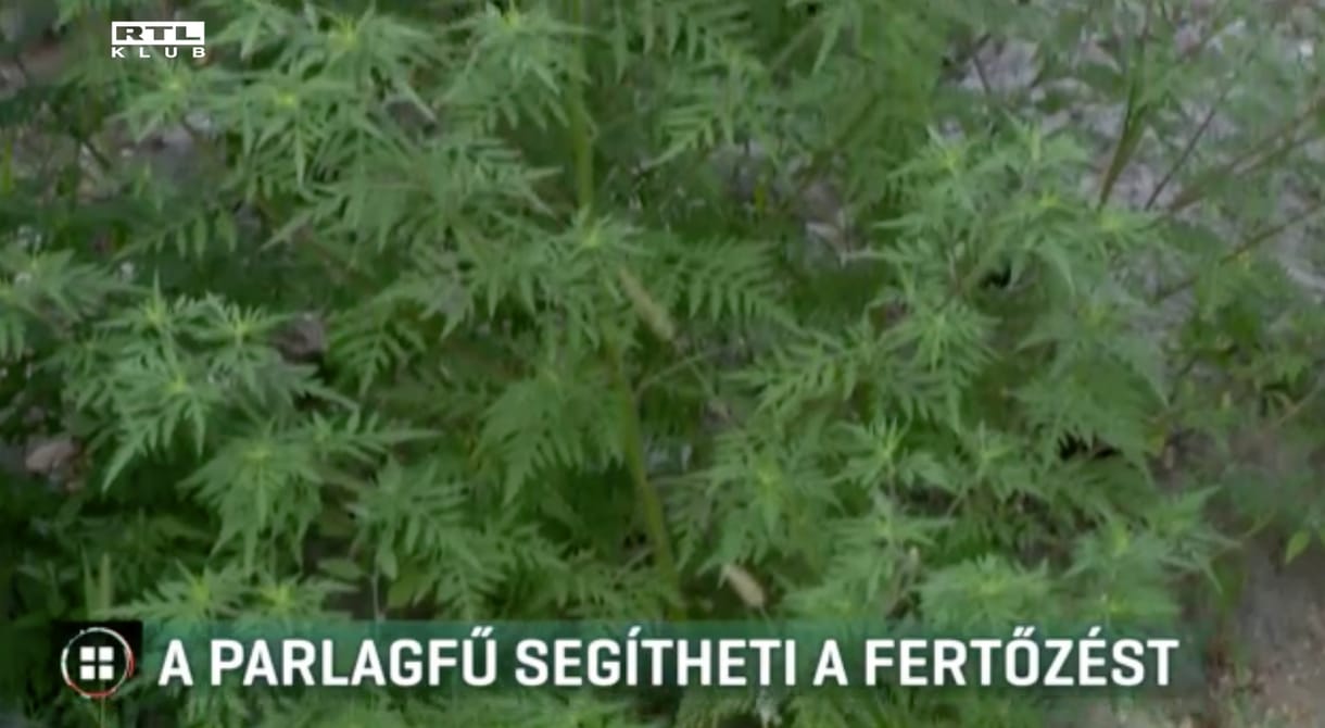 A parlagfű miatt is több lehet a koronavírusos beteg