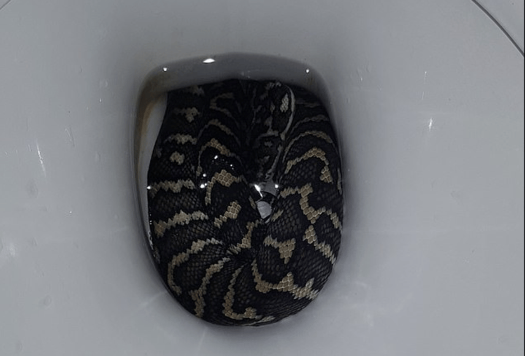 Vécéből harapta ülepen a piton