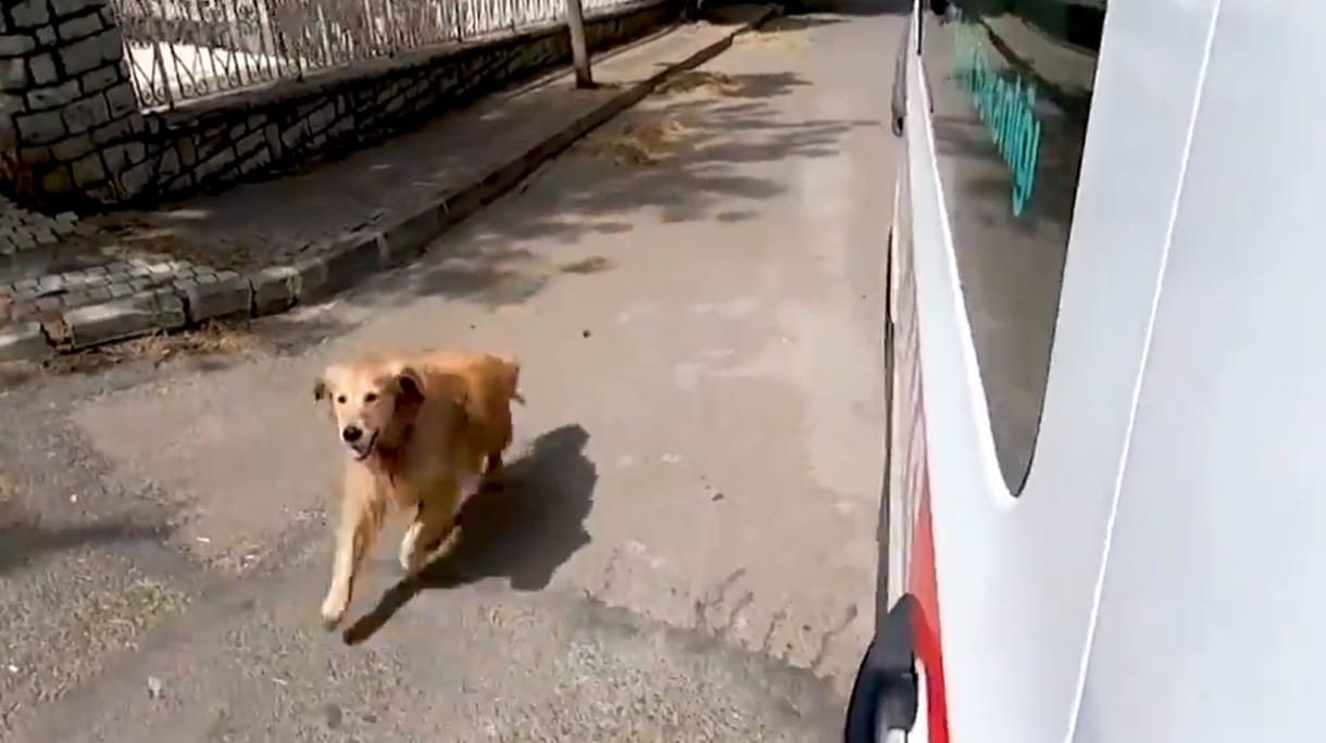 A kórházig követte a gazdáját szállító mentőautót a hűséges kutya – videó