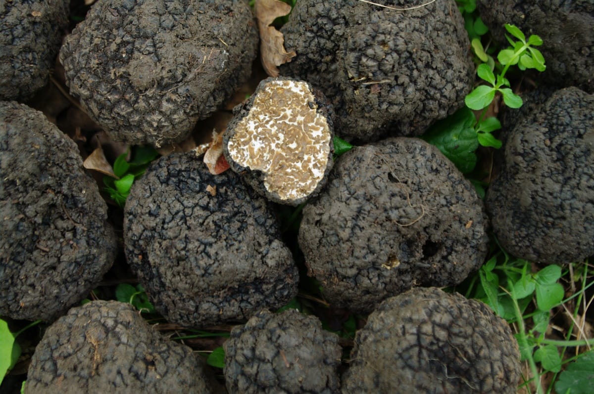 Legyen óvatos a gombákkal, mérgező lehet!