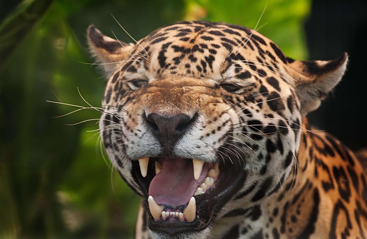 Visszatelepítenék a jaguárokat az USA-ba