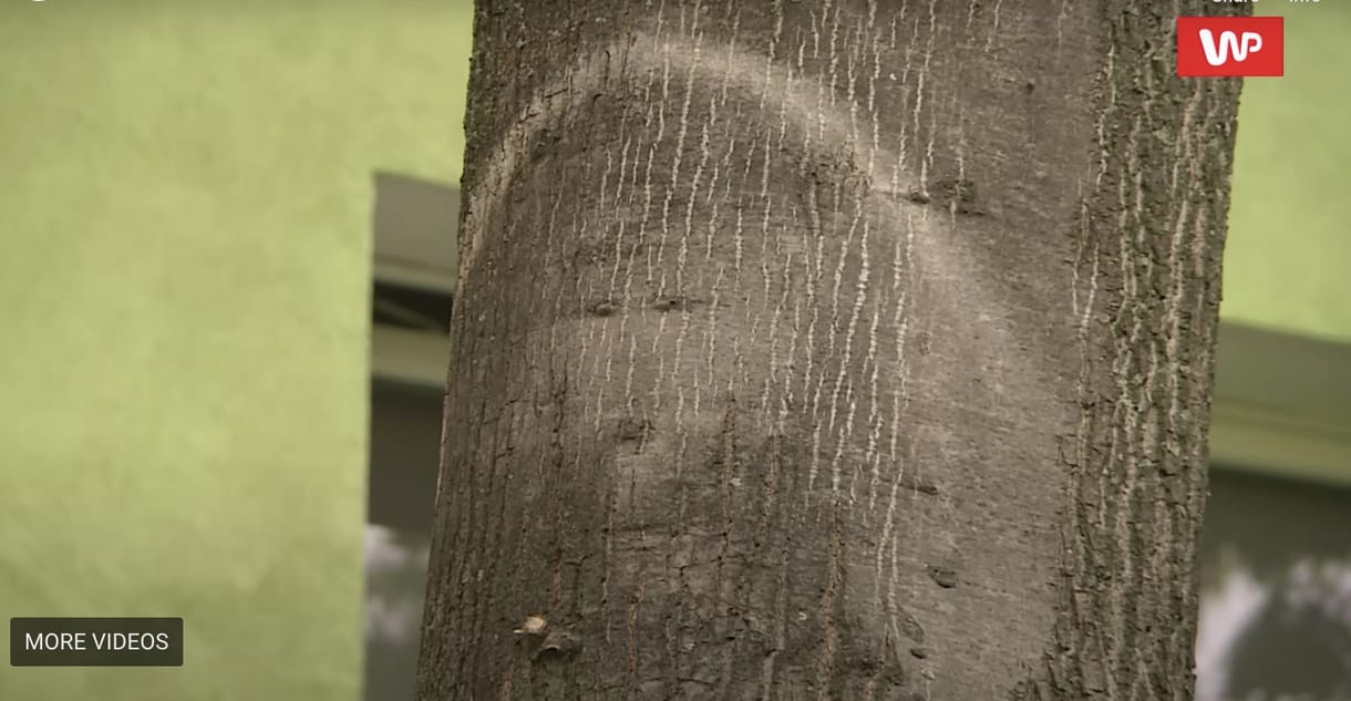Egy fához imádkoznak Lengyelországban, mert egyesek szerint megjelent a kérgén Jézus arcképe